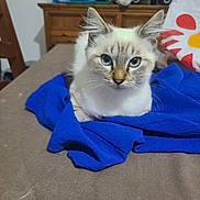Ayden participe au concours pour gagner de l'argent avec cette photo : cat, blue_eyes, fur, cloth, blue_cloth, table, brown_surface, wooden_dresser, pillow, indoor, pet, animal, fur_pattern, curious, sitting, closeup, domestic_cat, whiskers, ears, face