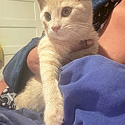 Leo joined the competition — help win amazing prizes! cat, pet, animal, feline, light_colored_cat, whiskers, curious_eyes, person, hand, blanket, blue_blanket, indoor, cozy, close_up, fur, domestic_animal, resting, comfort, gentle_hold, soft_lighting