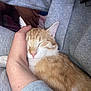 animal, cat, close_up, comfort, cozy, feline, gentle, ginger_cat, grey_sweatpants, hand, indoor, nap, paw, person, pet, pink_nose, resting, sleeping, soft, white_fur
