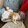 animal, blanket, cat, chair, cozy, floor, furniture, home, indoor, orange_cat, ottoman, patterned, pet, red_cloth, relaxed, soft, stuffed_toy, teddy_bear, textile, white_cat
