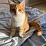 animal, bed, blanket, cat, cozy, cute, domestic_cat, ears, feline, fur, home, indoor, looking, orange_cat, pet, sitting, sunlight, tail, whiskers, white_cat