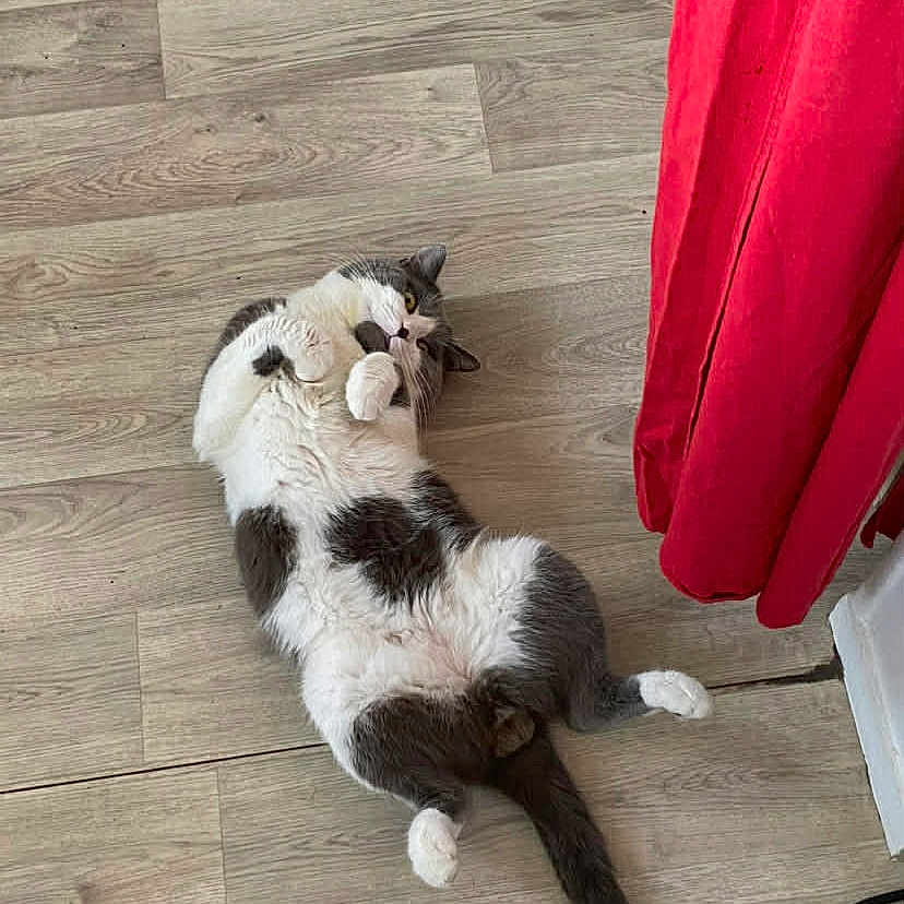 Pakune participe au concours pour gagner de l'argent avec cette photo : animal, cat, curtain, cute, domestic_cat, floor, flooring, fur, gray, indoor, lying_down, paws, pet, playful, red_curtain, relaxed, tail, whiskers, white, wooden_floor