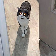 Pakune a rejoint le concours — aidez-le/la à gagner de superbes lots ! animal, cat, curious, domestic_cat, feline, flooring, glowing_eyes, gray_and_white, hallway, home, household, indoor, light, looking, pet, reflection, shadow, standing, walking, wooden_floor