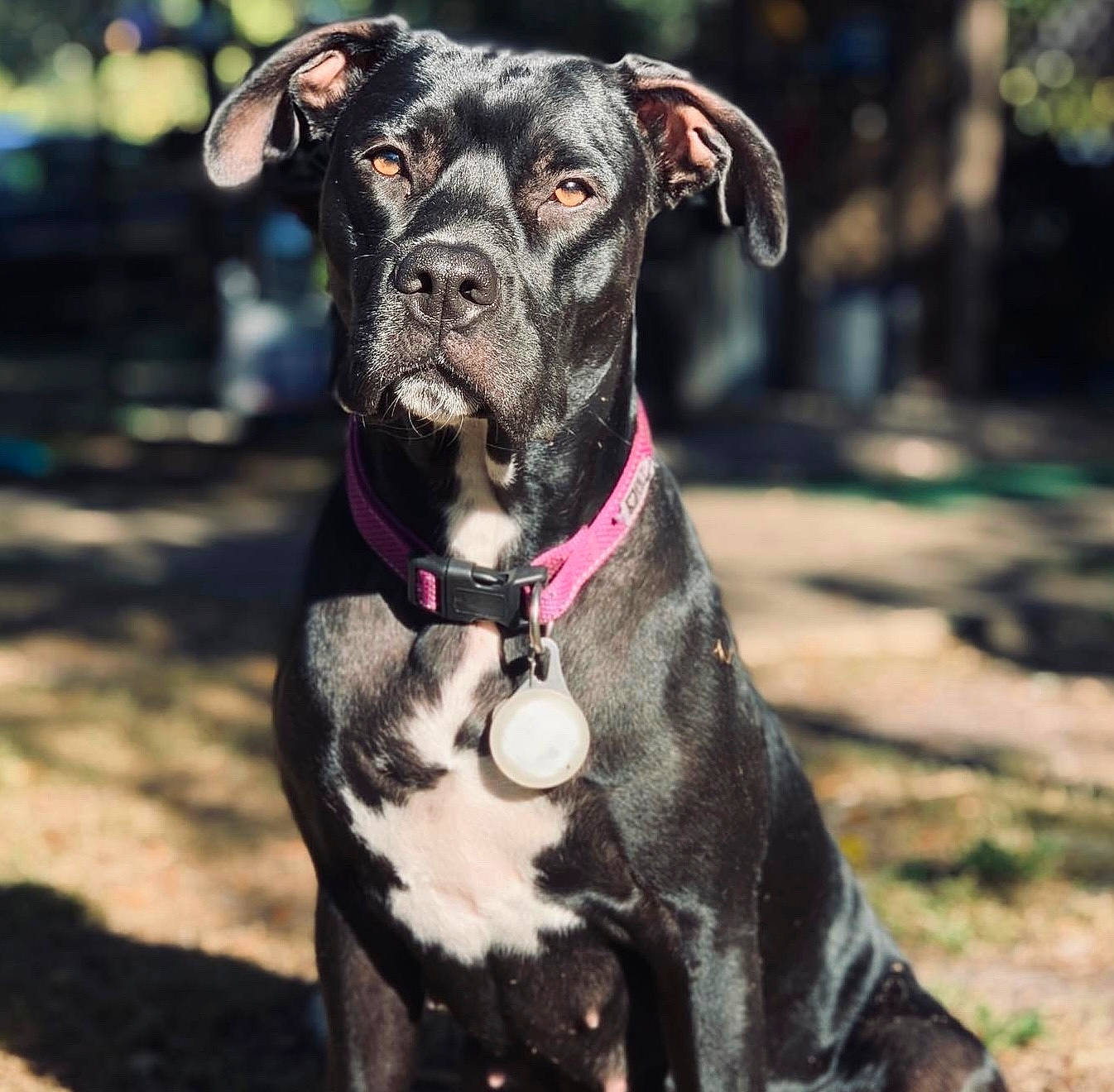 Roxy joined the competition — help win amazing prizes! canidae, carnivore, collar, companion_dog, dog, dog_breed, dog_collar, dog_supply, fashion_accessory, fawn, flower, grass, leash, liver, pet_supply, plant, snout, sporting_group, terrestrial_animal, working_animal