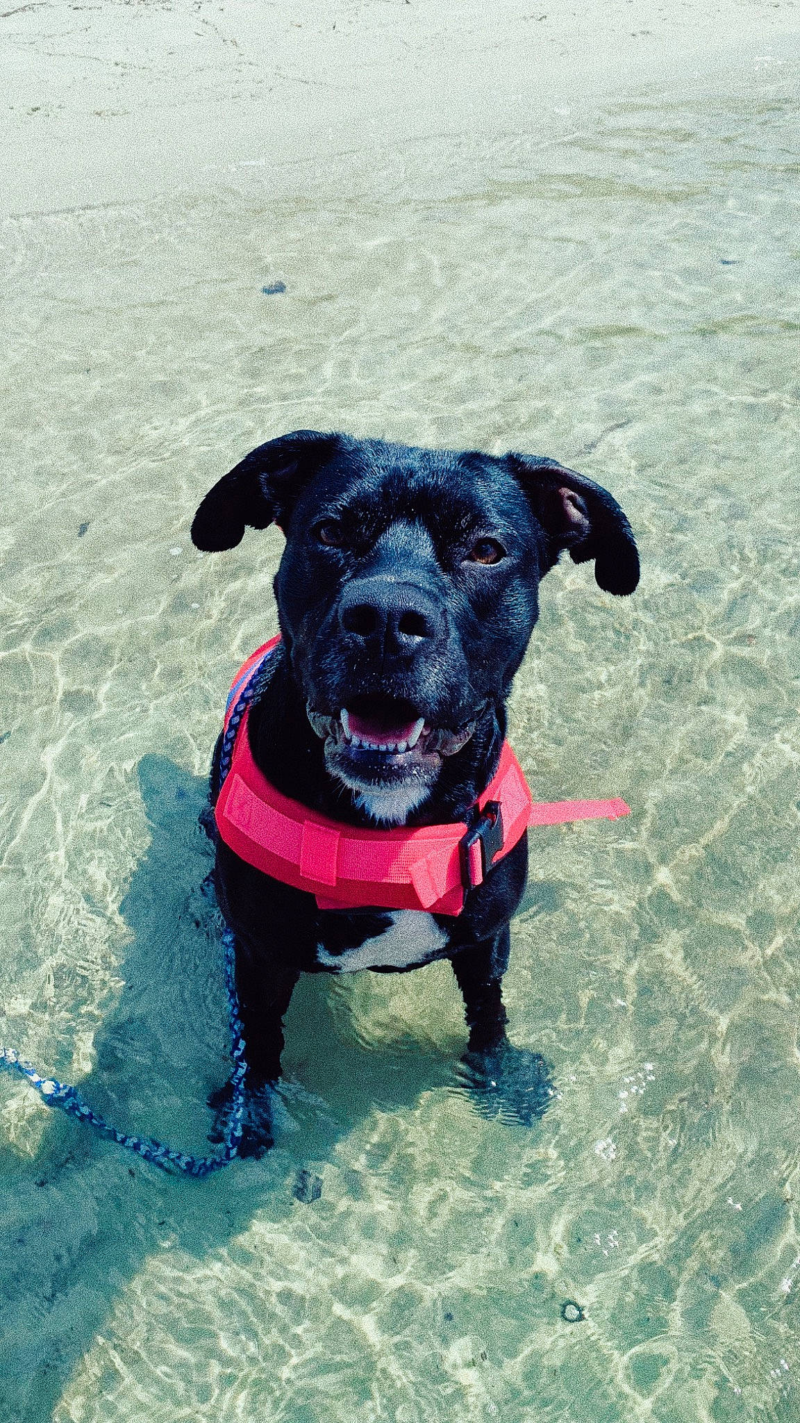 Roxy joined the competition — help win amazing prizes! canidae, carnivore, collar, companion_dog, dog, dog_breed, dog_clothes, dog_collar, dog_supply, electric_blue, fashion_accessory, fawn, leash, personal_protective_equipment, pet_supply, snout, sporting_group, tail, water, working_animal