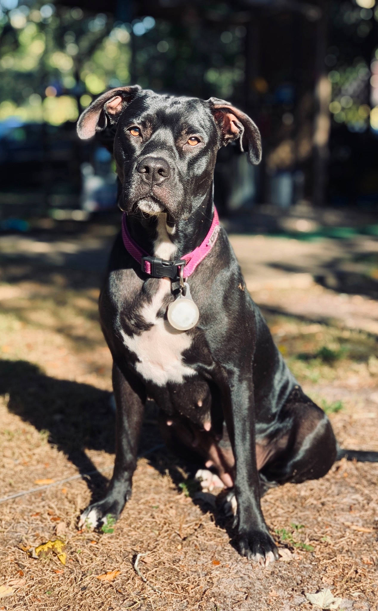 Roxy is registered to the contest to win money with this photo: borador, canidae, carnivore, collar, companion_dog, dog, dog_breed, dog_collar, fawn, guard_dog, liver, plant, snout, sporting_group, terrestrial_animal, toy_dog, tree, whiskers, working_animal, working_dog