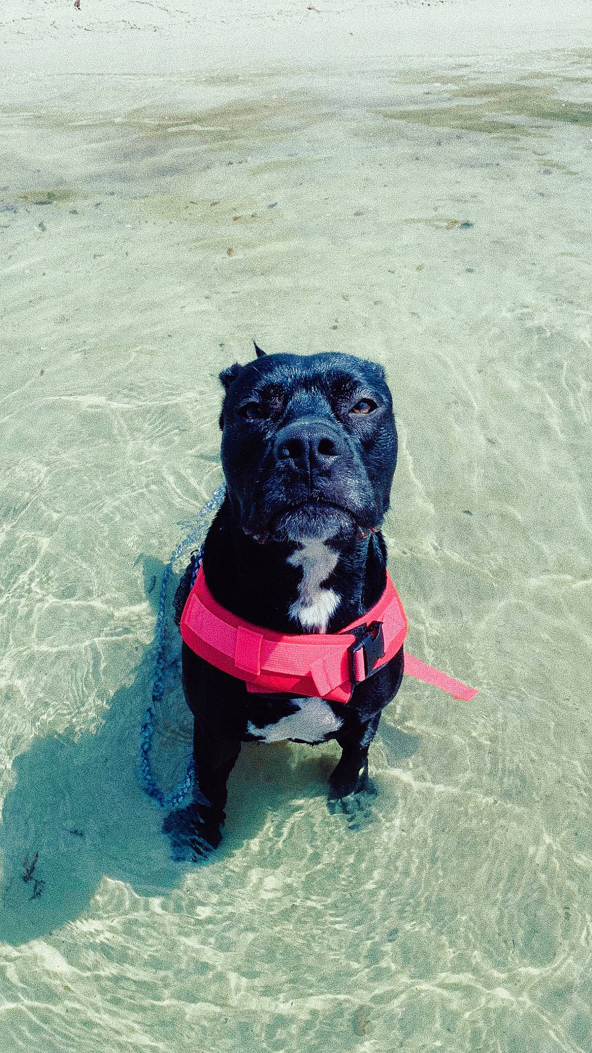 Roxy joined the competition — help win amazing prizes! borador, canidae, carnivore, collar, companion_dog, dog, dog_breed, dog_collar, dog_supply, electric_blue, guard_dog, leash, personal_protective_equipment, pet_supply, recreation, retriever, sporting_group, water, working_animal, working_dog