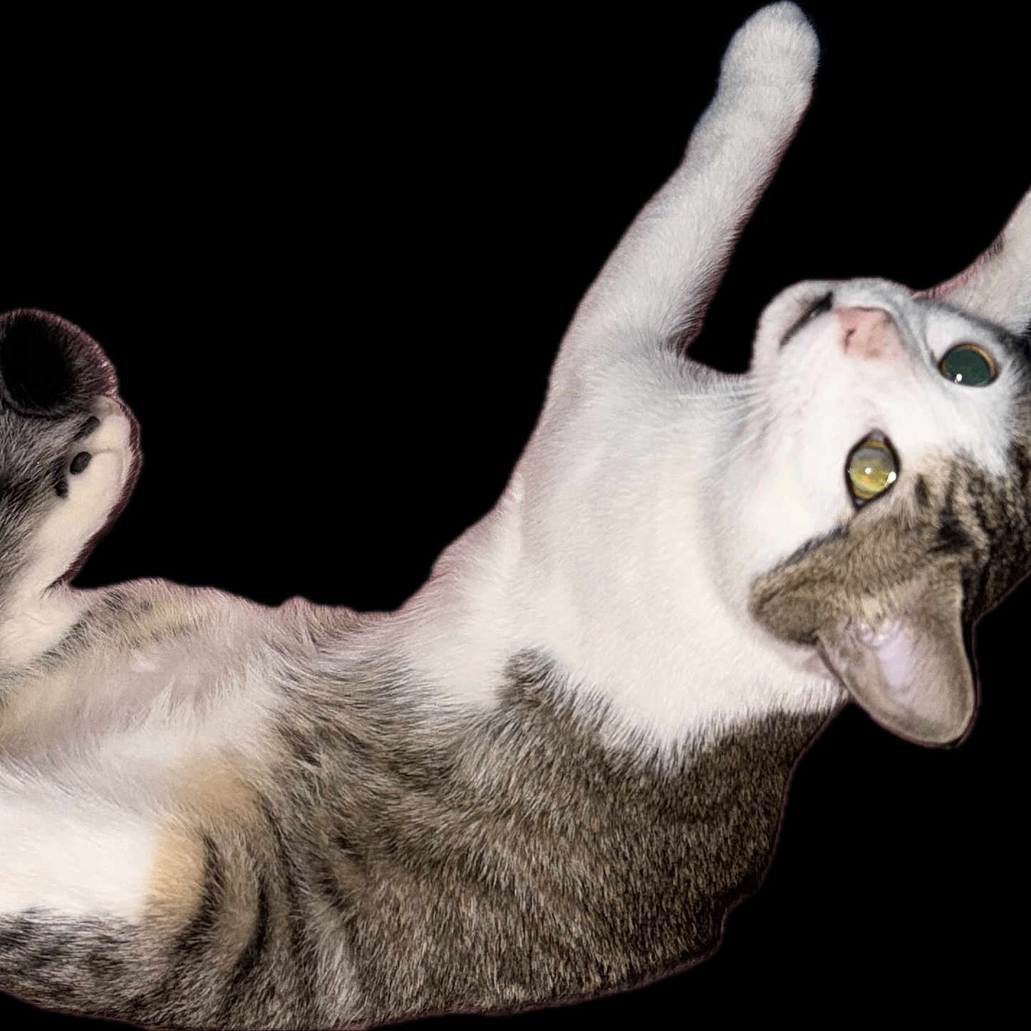 Milo