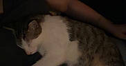 Milo is registered to the contest to win money with this photo: animal, blanket, casual_photo, cat, cozy, dim_lighting, feline, home, human, indoors, lap, legs, lying_down, night, pet, portrait, relaxed, sleeping, tabby_cat, white_cat