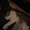 animal, blanket, casual_photo, cat, cozy, dim_lighting, feline, home, human, indoors, lap, legs, lying_down, night, pet, portrait, relaxed, sleeping, tabby_cat, white_cat