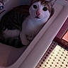 Milo joined the competition — help win amazing prizes! animal, bathroom, bathtub, cat, close_up, curious, ears, eyes, face, floor, indoor, kitten, pet, portrait, sitting, tabby, tile, whiskers, white_fur, wide_eyed