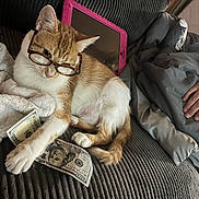 Amber joined the competition — help win amazing prizes! arm, blanket, cat, couch, cozy, currency, domestic, furniture, glasses, humor, indoor, money, orange_cat, paw, pet, playful, relaxing, resting, tablet, white_cat