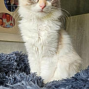 Daisy a rejoint le concours — aidez-le/la à gagner de superbes lots ! abyssinian, angora, animal, bed, bedroom, blanket, cat, clothing, face, furniture, head, indoors, kitten, manx, person, pet, photography, portrait, room, siamese