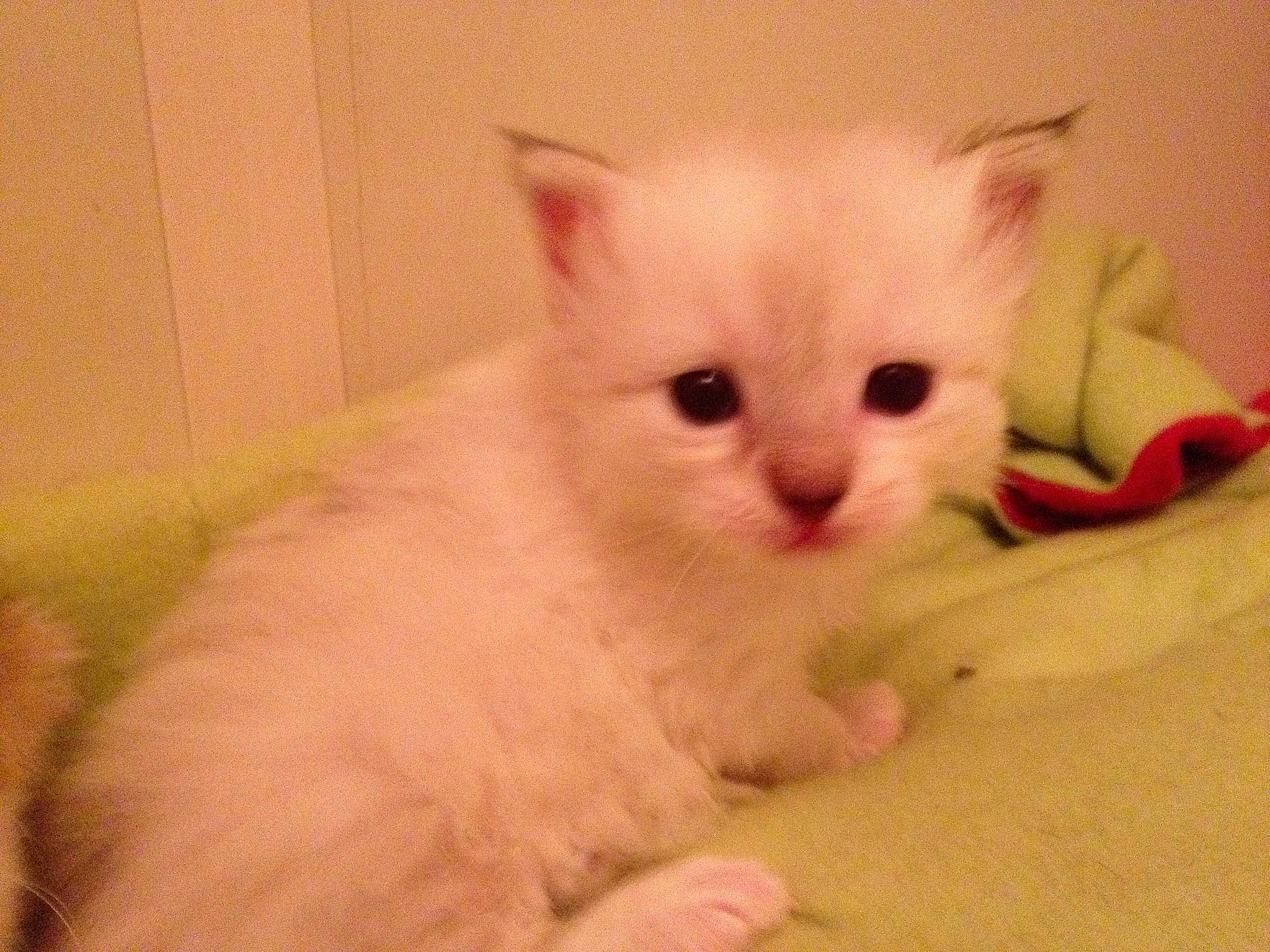 Yuki a rejoint le concours — aidez-le/la à gagner de superbes lots ! asian, asian_semi_longhair, british_semi_longhair, burmilla, carnivore, cat, domestic_long_haired_cat, eye, felidae, iris, khao_manee, kitten, mammal, napoleon_cat, ragdoll, small_to_medium_sized_cats, turkish_angora, turkish_van, vertebrate, whiskers