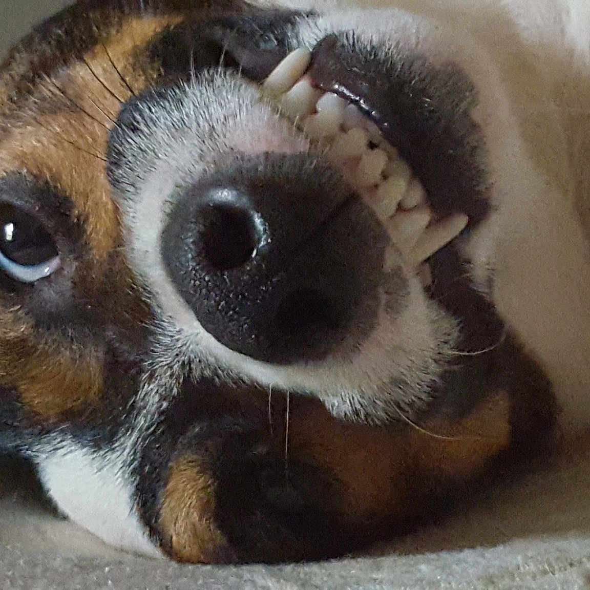 Maverick joined the competition — help win amazing prizes! beagle, carnivoran, dog, dog_breed, dog_breed_group, dog_like_mammal, nose, paw, puppy, snout, whiskers