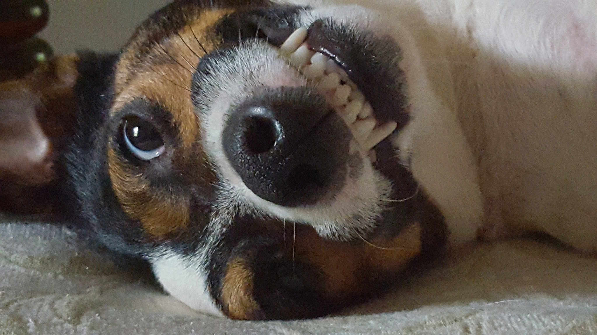 Maverick joined the competition — help win amazing prizes! beagle, carnivoran, dog, dog_breed, dog_breed_group, dog_like_mammal, nose, paw, puppy, snout, whiskers