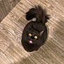 cat, black_cat, wide_eyes, tongue_out, fluffy, pet, animal, indoor, wooden_floor, looking_up, cute, surprised, feline, domestic_animal, fur, whiskers, tail, mammal, playful, curious