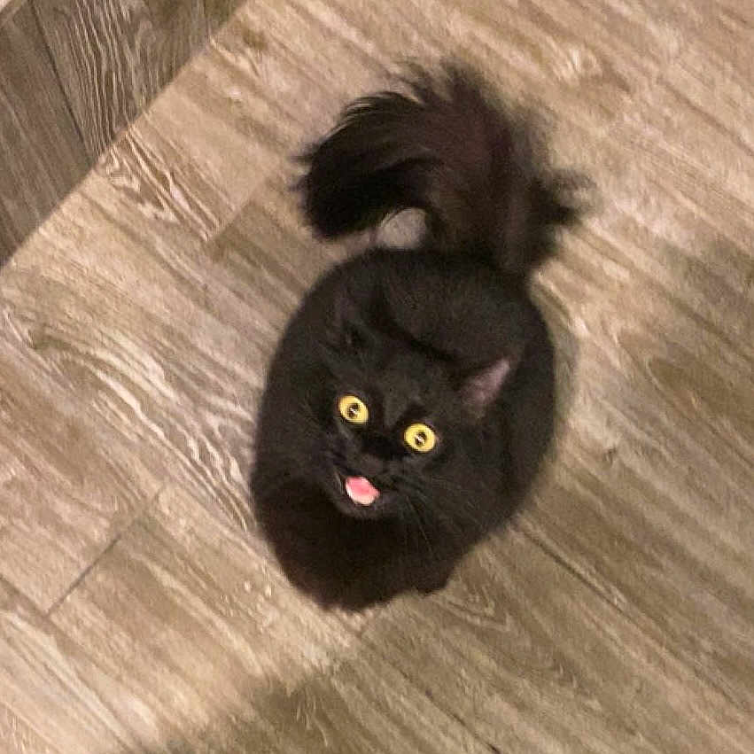 Efee joined the competition — help win amazing prizes! cat, black_cat, wide_eyes, tongue_out, fluffy, pet, animal, indoor, wooden_floor, looking_up, cute, surprised, feline, domestic_animal, fur, whiskers, tail, mammal, playful, curious