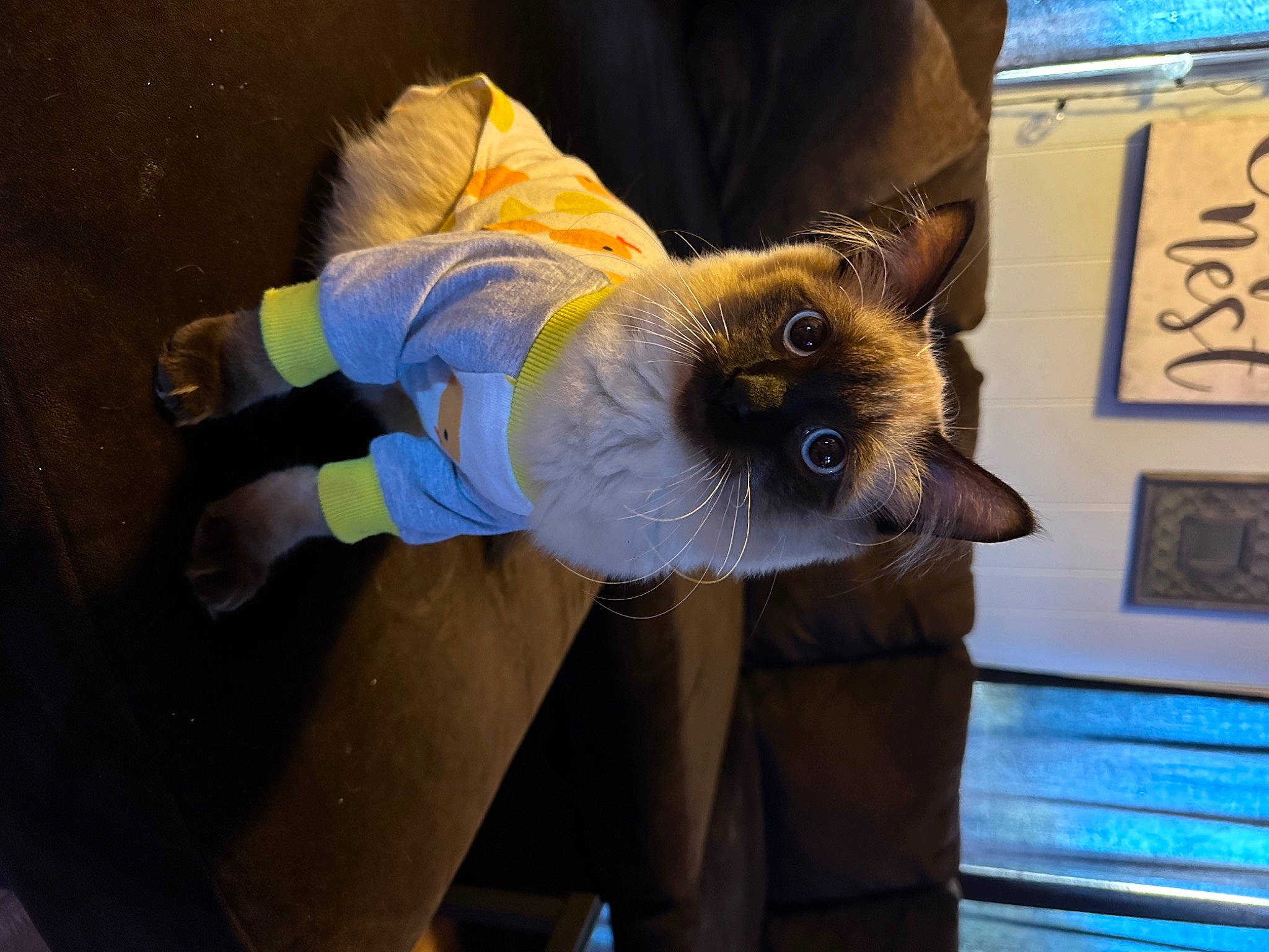 Mr.finn is registered to the contest to win money with this photo: balinese, canidae, carnivore, cat, collar, companion_dog, dog_breed, domestic_short_haired_cat, electric_blue, fashion_accessory, fawn, felidae, fur, siamese, small_to_medium_sized_cats, sunglasses, tail, whiskers