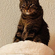 Fluffy joined the competition — help win amazing prizes! cat, tabby, pet, feline, indoor, animal, fur, whiskers, ears, face, resting, bed, cozy, soft, texture, wall, looking_away, sitting, domestic_cat, cute