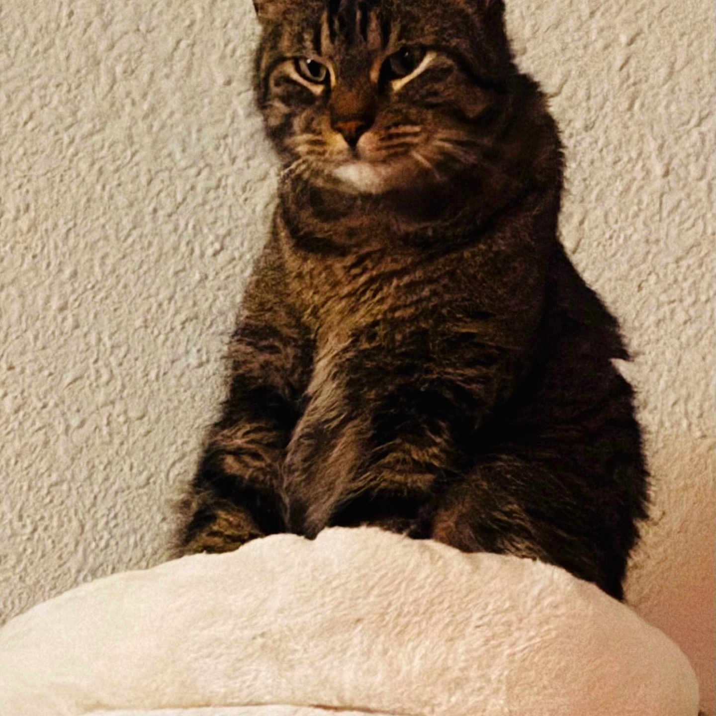 Fluffy