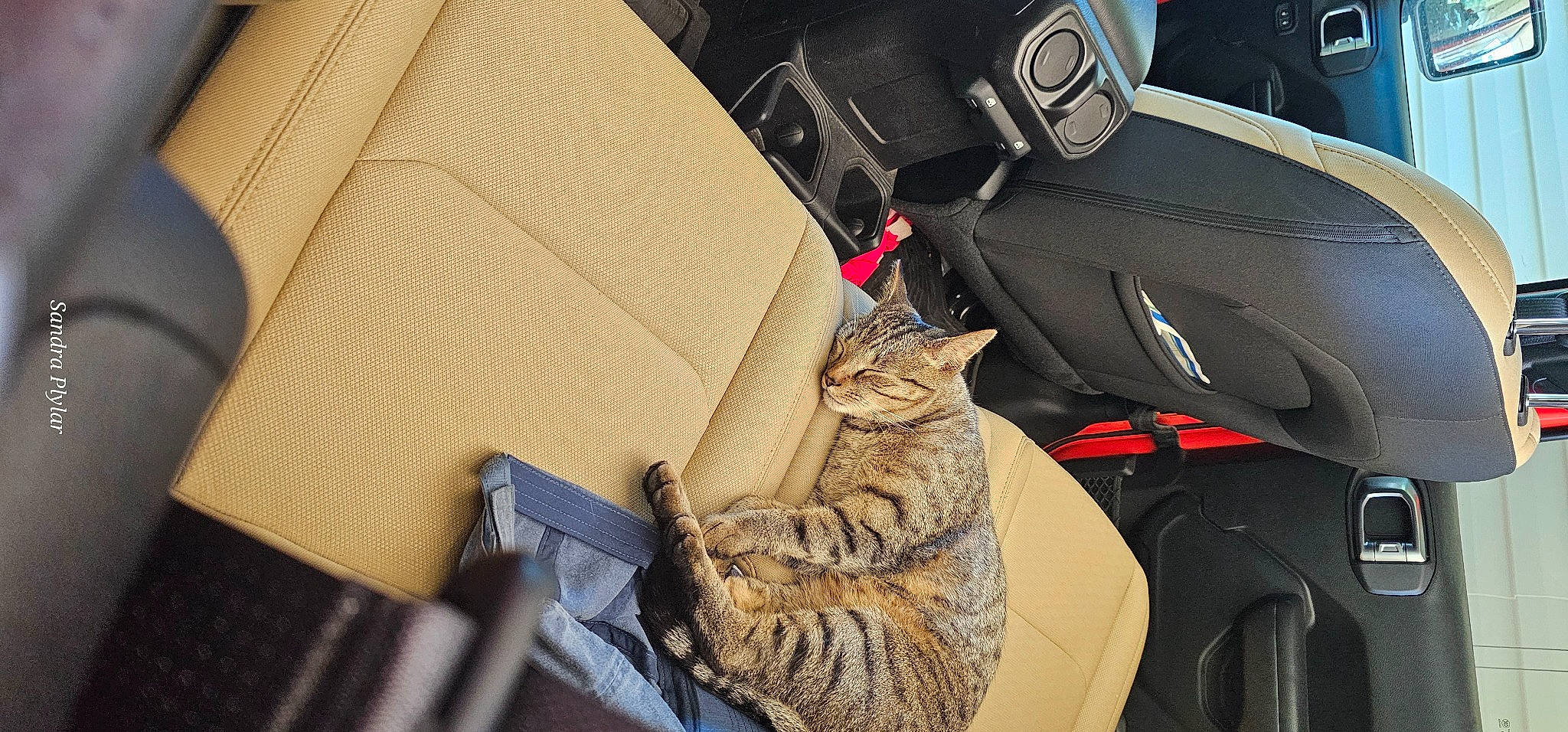 Jagger joined the competition — help win amazing prizes! auto_part, automotive_design, bag, car_seat, car_seat_cover, carnivore, cat, comfort, domestic_short_haired_cat, family_car, felidae, fur, luggage_and_bags, motor_vehicle, personal_luxury_car, small_to_medium_sized_cats, steering_wheel, vehicle, vehicle_door, whiskers