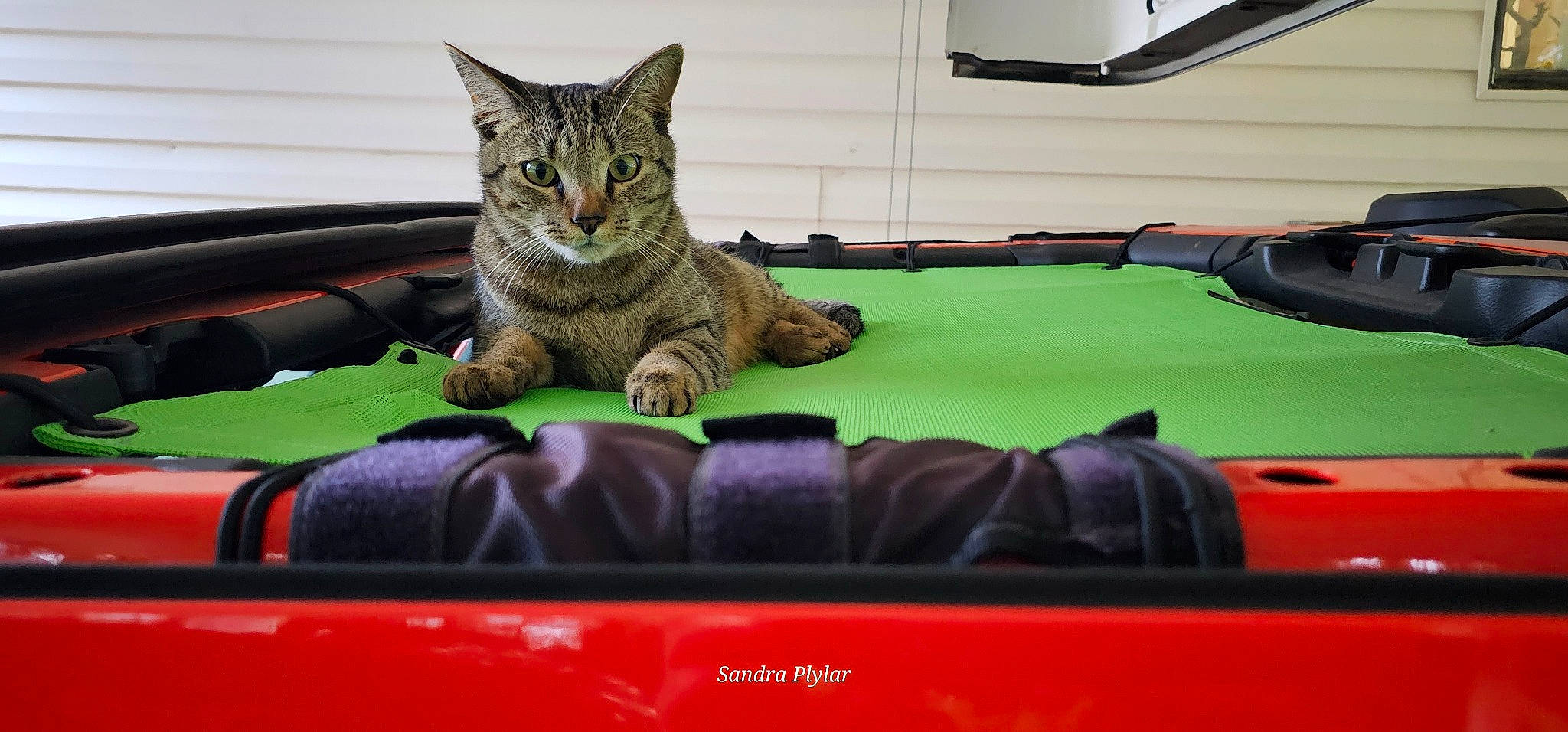 Jagger is registered to the contest to win money with this photo: bed, carnivore, cat, comfort, domestic_short_haired_cat, felidae, fur, motor_vehicle, paw, sitting, small_to_medium_sized_cats, whiskers