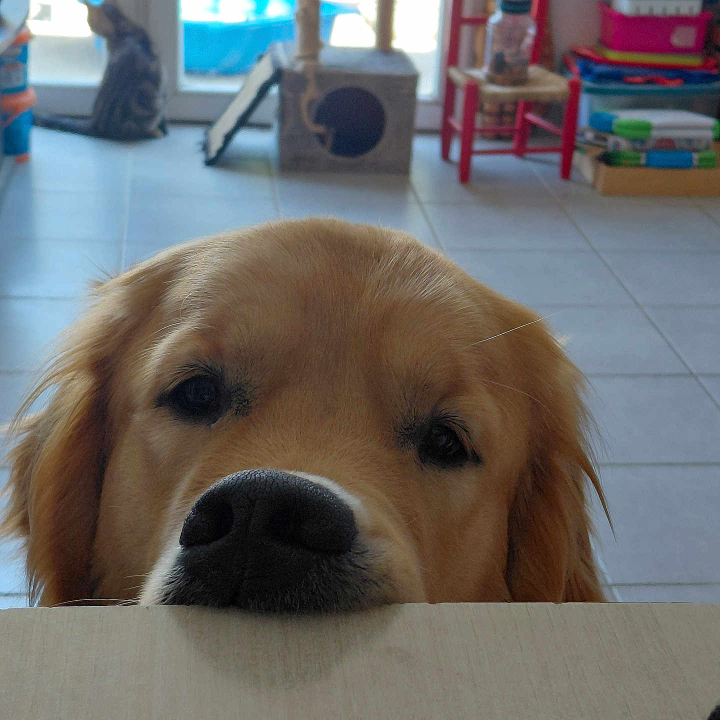 Aïko participe au concours pour gagner de l'argent avec cette photo : dog, golden_retriever, pet, canine, face, nose, eyes, fur, golden_fur, portrait, close_up, peeking, indoors, home, tile_floor, cat_tree, storage_bins, window, furniture, funny