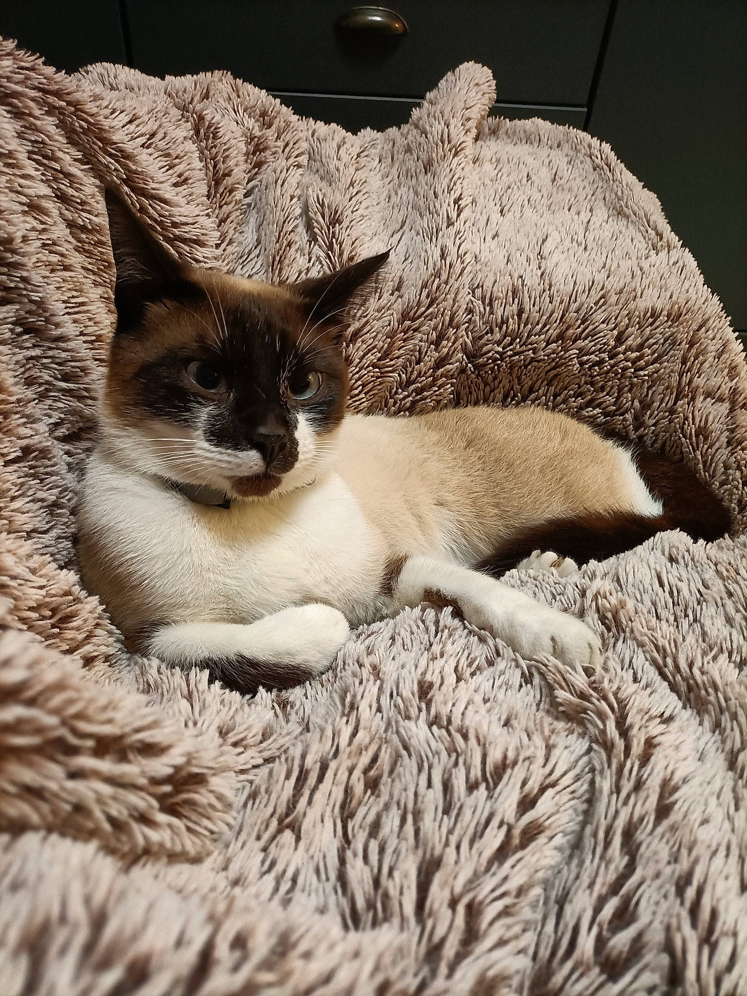 Roméo participe au concours pour gagner de l'argent avec cette photo : carnivore, cat, claw, close_up, comfort, domestic_short_haired_cat, fawn, felidae, fur, grey, monochrome, monochrome_photography, paw, small_to_medium_sized_cats, snout, tail, terrestrial_animal, textile, whiskers, wildlife