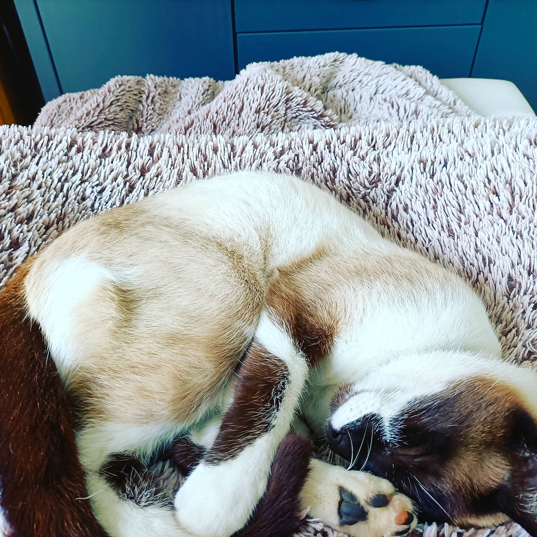 Roméo participe au concours pour gagner de l'argent avec cette photo : art, canidae, carnivore, comfort, companion_dog, dog, dog_breed, fawn, felidae, fur, linens, nap, paw, sleep, small_to_medium_sized_cats, sporting_group, tail, terrestrial_animal, whiskers, working_animal