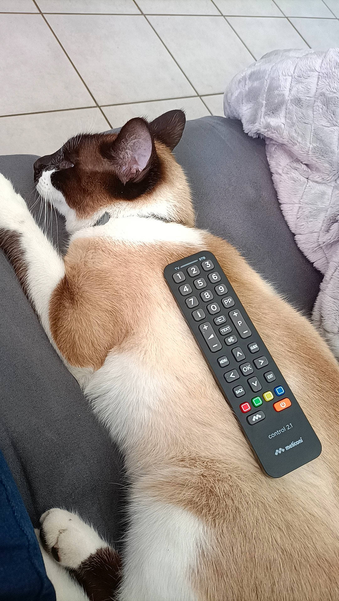 Roméo participe au concours pour gagner de l'argent avec cette photo : audio_equipment, carnivore, collar, comfort, communication_device, companion_dog, dog, dog_breed, fawn, felidae, foot, gadget, grey, remote_control, small_to_medium_sized_cats, snout, tail, telephony, textile, whiskers