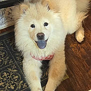 Diamond joined the competition — help win amazing prizes! dog, puppy, fluffy, cream_color, tongue_out, happy, indoor, floor, mat, smiling, pet, canine, fur, cute, lying_down, domestic_animal, animal, friendly, house, playful