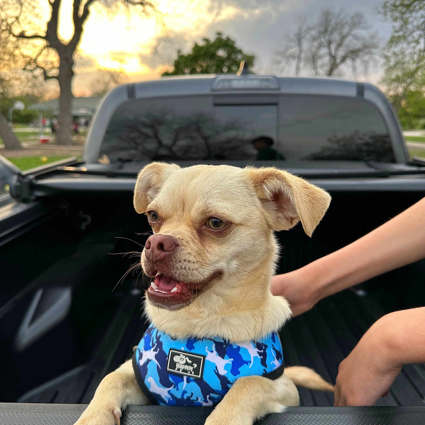 Akiro joined the competition — help win amazing prizes! animal, canine, clothing, dog, face, head, outdoors, person, pet, photography, pickuptruck, plant, portrait, puppy, shorts, summer, transportation, tree, truck, vehicle