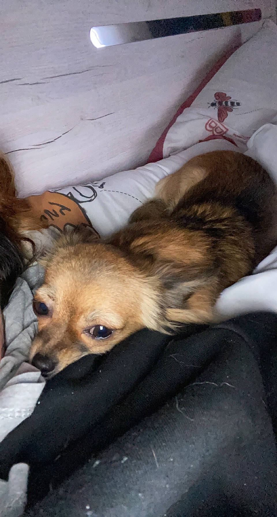 Rhéa a rejoint le concours — aidez-le/la à gagner de superbes lots ! bed, canidae, carnivore, comfort, companion_dog, dog, dog_breed, ear, fawn, fur, linens, nap, puppy, sleep, snout, sporting_group, terrestrial_animal, toy_dog, whiskers, working_animal