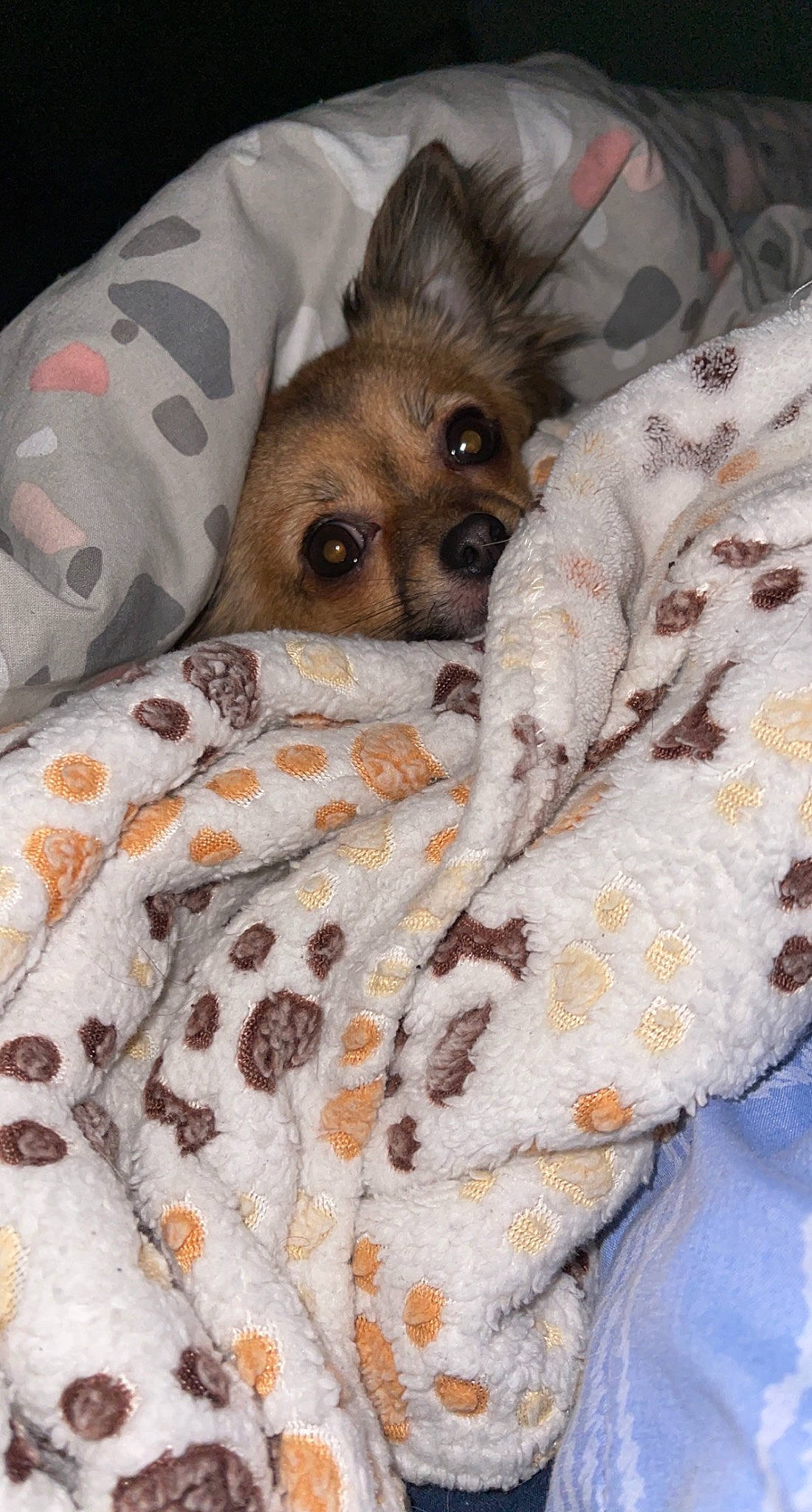 Rhéa a rejoint le concours — aidez-le/la à gagner de superbes lots ! bed, bed_sheet, bedding, canidae, carnivore, comfort, companion_dog, dog, dog_breed, dog_supply, duvet, fawn, fur, linens, pattern, sporting_group, terrestrial_animal, textile, whiskers, working_animal