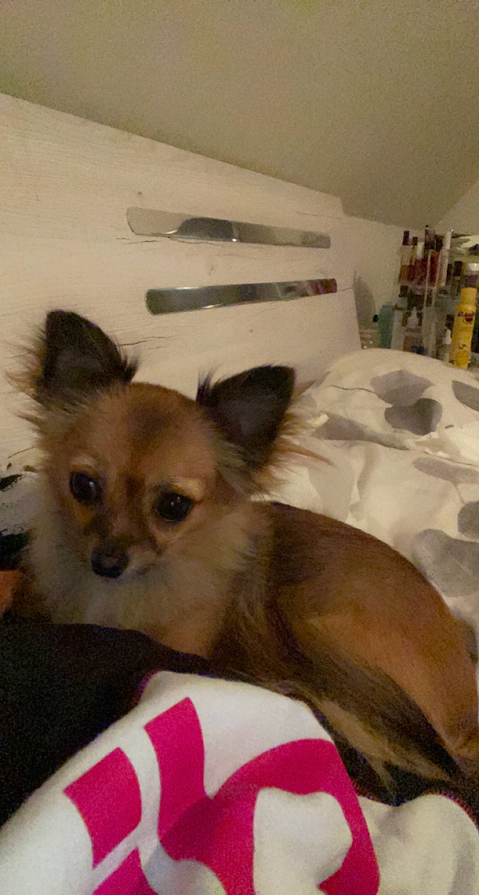 Rhéa a rejoint le concours — aidez-le/la à gagner de superbes lots ! bed, bottle, canidae, carnivore, chihuahua, comfort, companion_dog, corgi_chihuahua, dog, dog_breed, dog_supply, ear, fawn, fur, non_sporting_group, paw, room, snout, toy_dog, whiskers