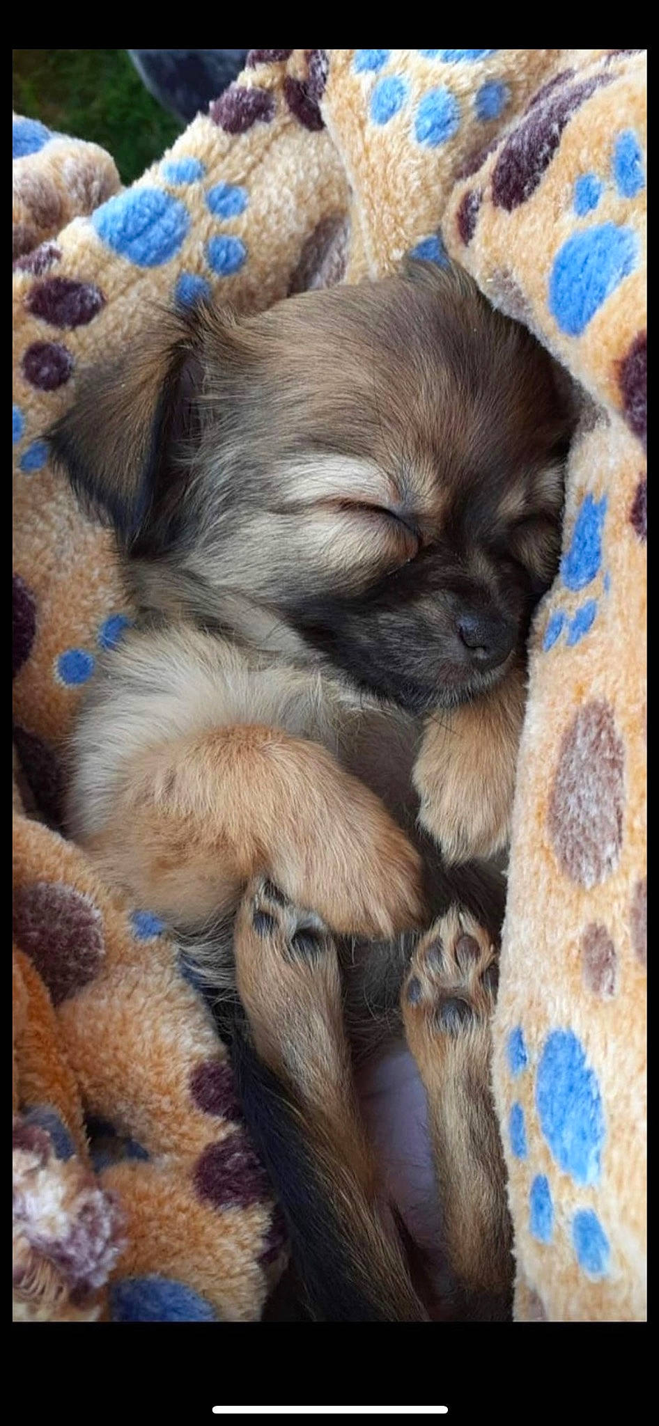 Rhéa a rejoint le concours — aidez-le/la à gagner de superbes lots ! blue, canidae, carnivore, companion_dog, dog, dog_breed, electric_blue, fawn, fur, liver, non_sporting_group, rectangle, snout, sporting_group, terrestrial_animal, tibetan_spaniel, toy_dog, whiskers, working_animal