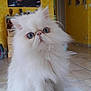cat, persian_cat, fluffy, white_cat, blue_eyes, indoor, yellow_wall, painting, tiger_painting, blanket, tile_floor, furniture, cabinet, home, pet, cute, portrait, animal, sitting, domestic