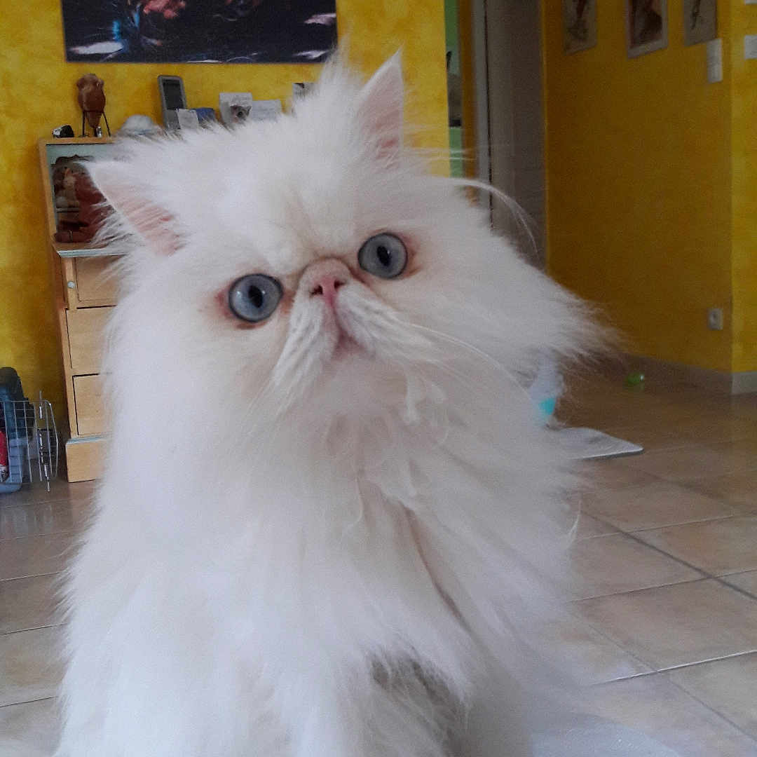 Azragor a rejoint le concours — aidez-le/la à gagner de superbes lots ! animal, blanket, blue_eyes, cabinet, cat, cute, domestic, fluffy, furniture, home, indoor, painting, persian_cat, pet, portrait, sitting, tiger_painting, tile_floor, white_cat, yellow_wall