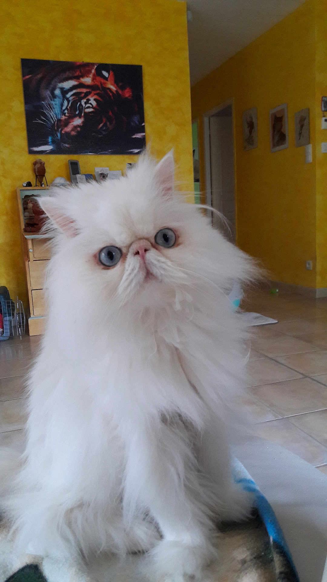 Azragor a rejoint le concours — aidez-le/la à gagner de superbes lots ! cat, persian_cat, fluffy, white_cat, blue_eyes, indoor, yellow_wall, painting, tiger_painting, blanket, tile_floor, furniture, cabinet, home, pet, cute, portrait, animal, sitting, domestic