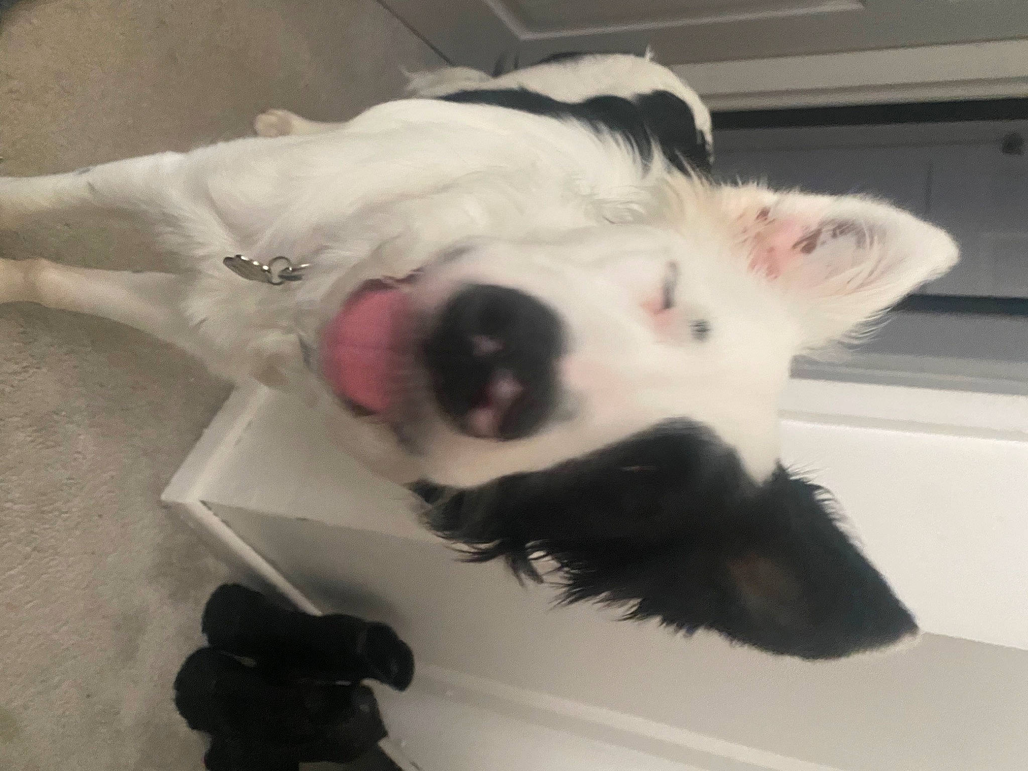 Maisie Moo is registered to the contest to win money with this photo: canidae, carnivore, cat, claw, companion_dog, dog_breed, domestic_short_haired_cat, ear, eye, fang, felidae, fur, jaw, paw, small_to_medium_sized_cats, snout, tail, whiskers