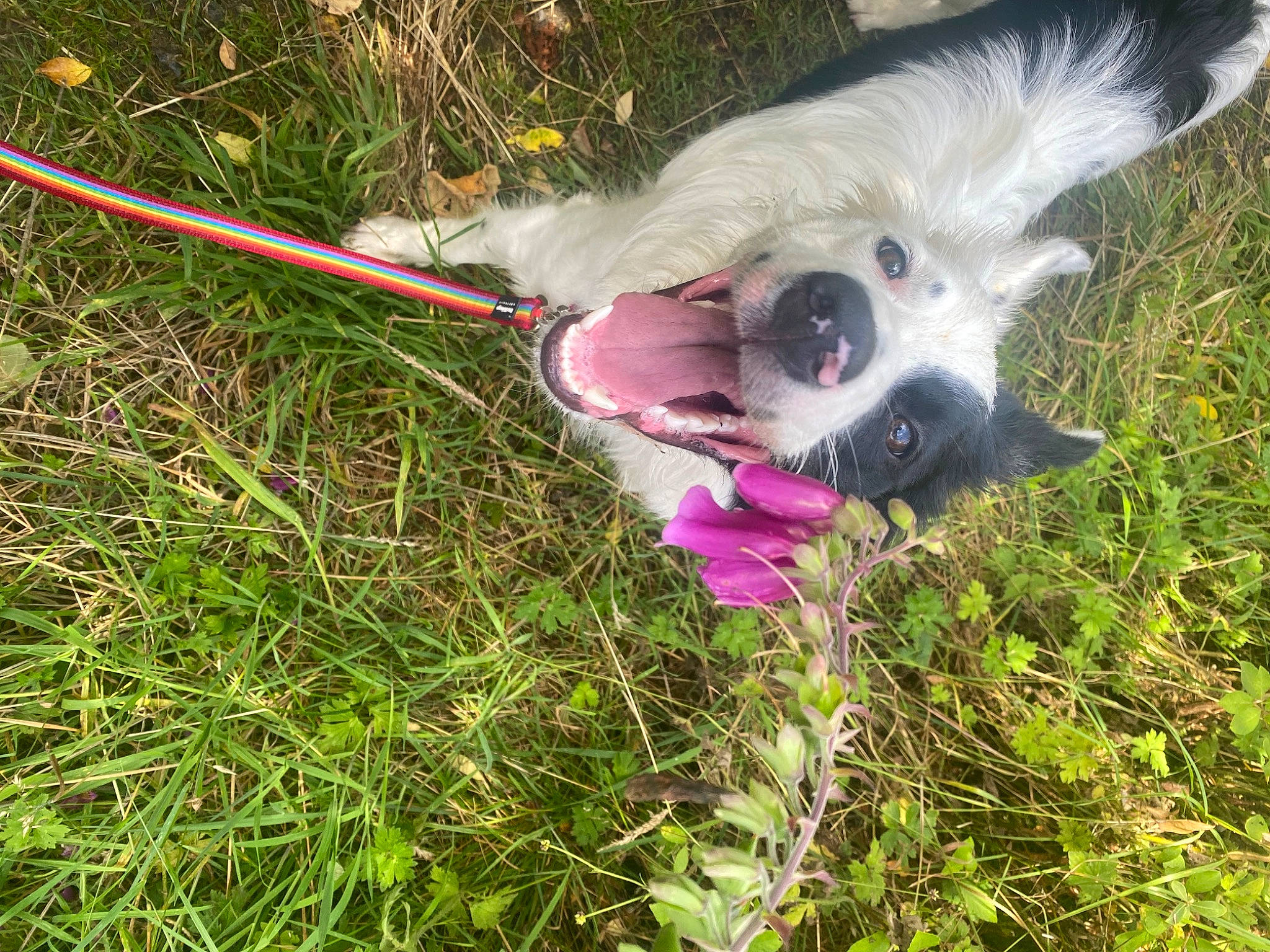 Maisie Moo joined the competition — help win amazing prizes! canidae, carnivore, collar, companion_dog, dog, dog_breed, dog_collar, dog_supply, eye, fawn, fur, grass, leash, plant, snout, sporting_group, tail, toy_dog, whiskers, working_animal