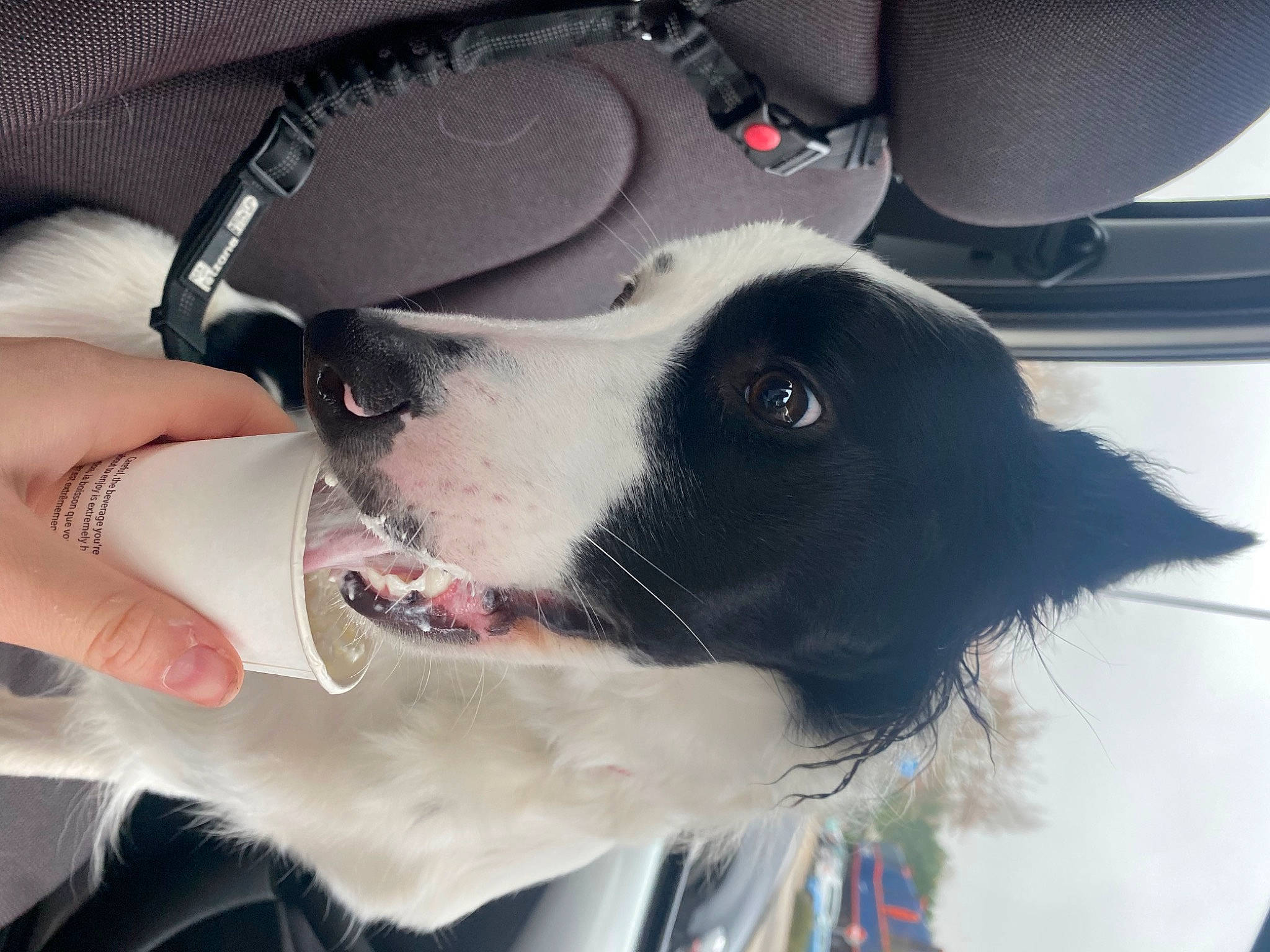 Maisie Moo joined the competition — help win amazing prizes! canidae, carnivore, collar, companion_dog, dog, dog_breed, dog_collar, fang, fur, giant_dog_breed, guard_dog, jaw, leash, non_sporting_group, snout, sporting_group, whiskers, white, working_animal, working_dog