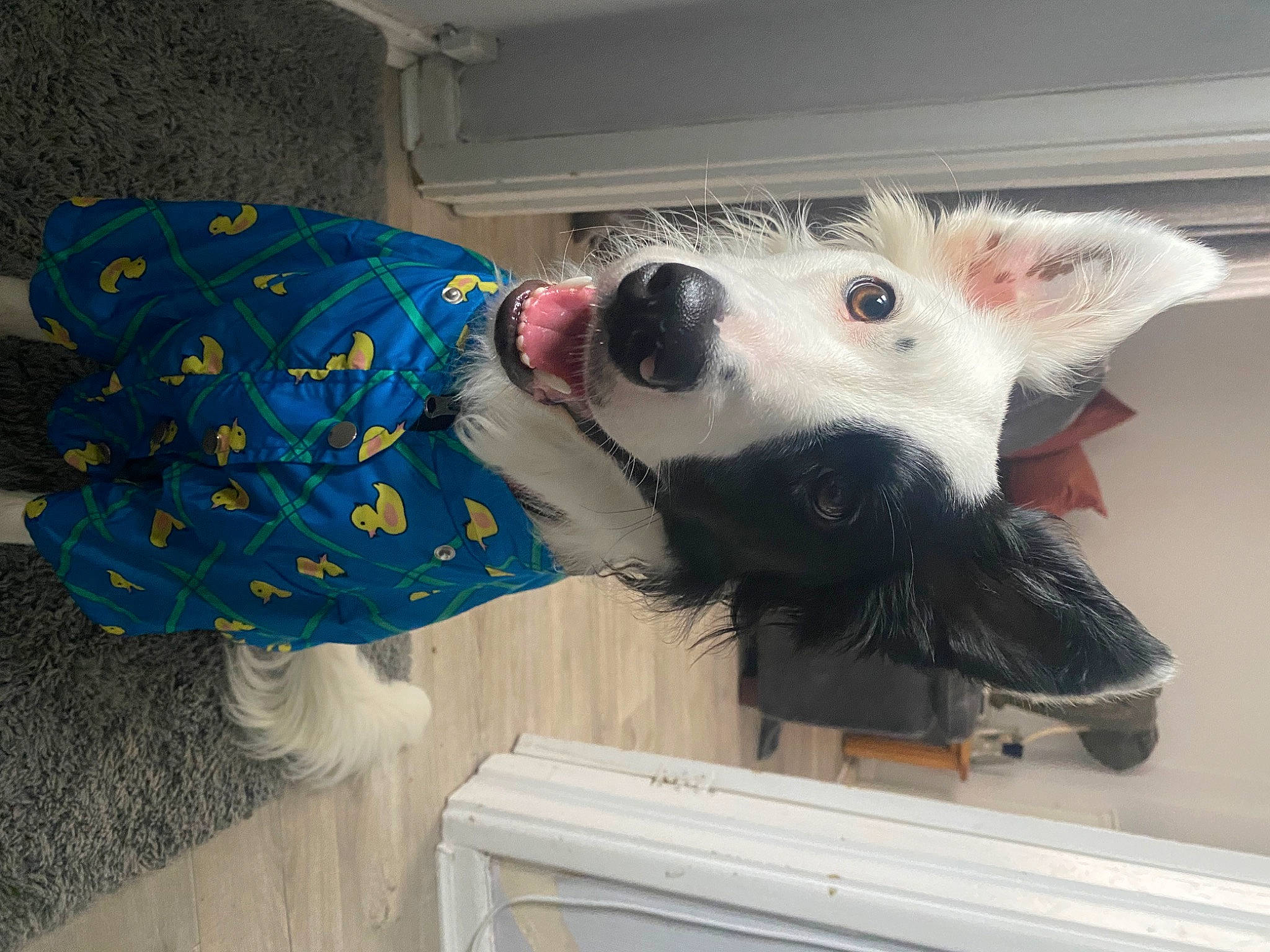 Maisie Moo joined the competition — help win amazing prizes! canidae, carnivore, cockatoo, companion_dog, dog_breed, domestic_short_haired_cat, felidae, flooring, fur, marsupial, non_sporting_group, room, small_to_medium_sized_cats, snout, sporting_group, stuffed_toy, toy, whiskers