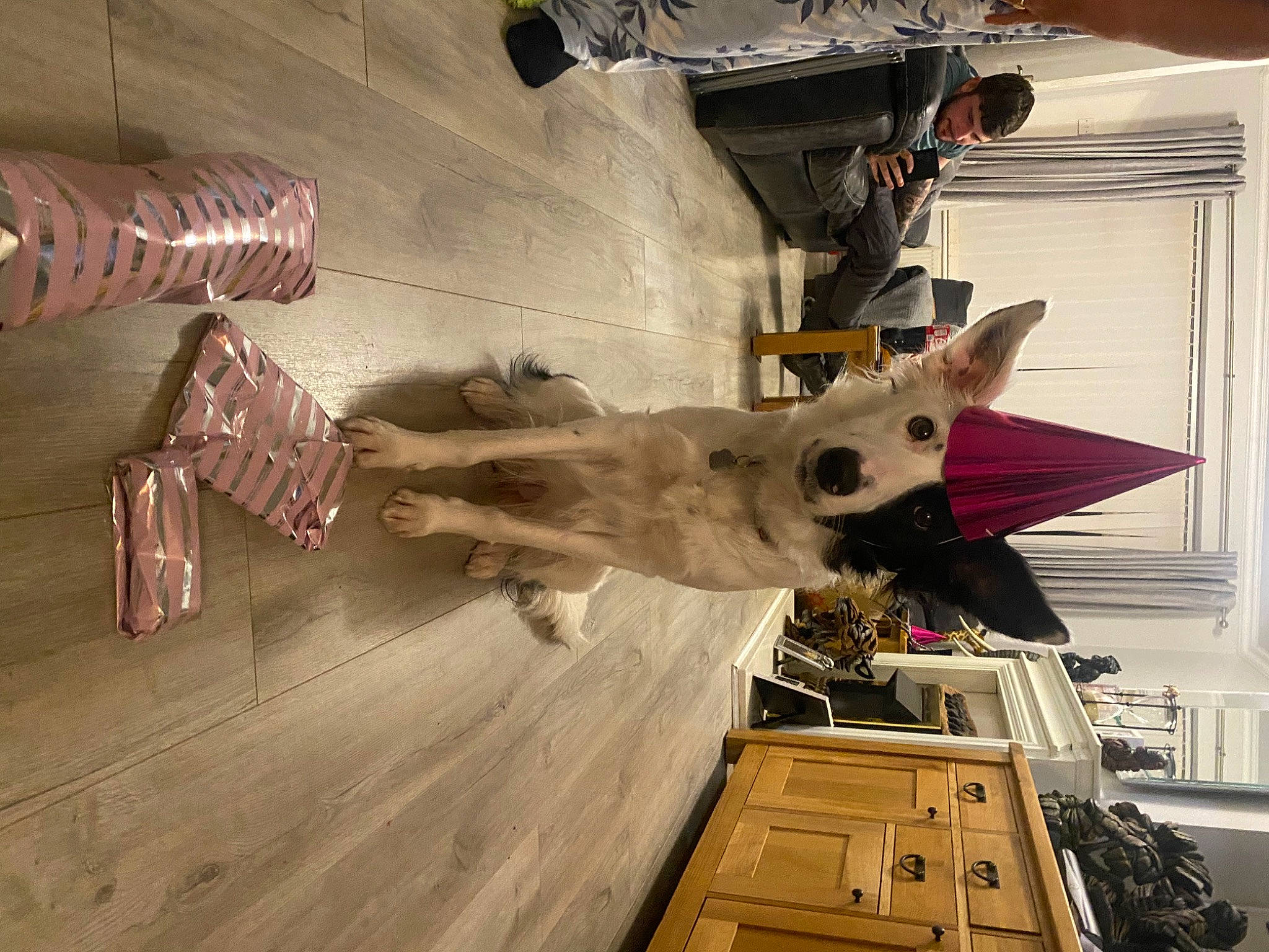 Maisie Moo is registered to the contest to win money with this photo: aerospace_engineering, art, canidae, carnivore, ceiling, dog, drawer, fawn, flooring, fur, hardwood, metal, room, vehicle, wheel, window, wing, wood