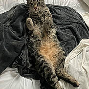 Raymond joined the competition — help win amazing prizes! cat, tabby_cat, pet, animal, bed, blanket, fur, whiskers, relaxed, lying_down, paws, cozy, indoor, sleepy, cute, feline, striped, domestic_animal, resting, comfortable