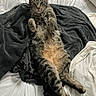cat, tabby_cat, pet, animal, bed, blanket, fur, whiskers, relaxed, lying_down, paws, cozy, indoor, sleepy, cute, feline, striped, domestic_animal, resting, comfortable