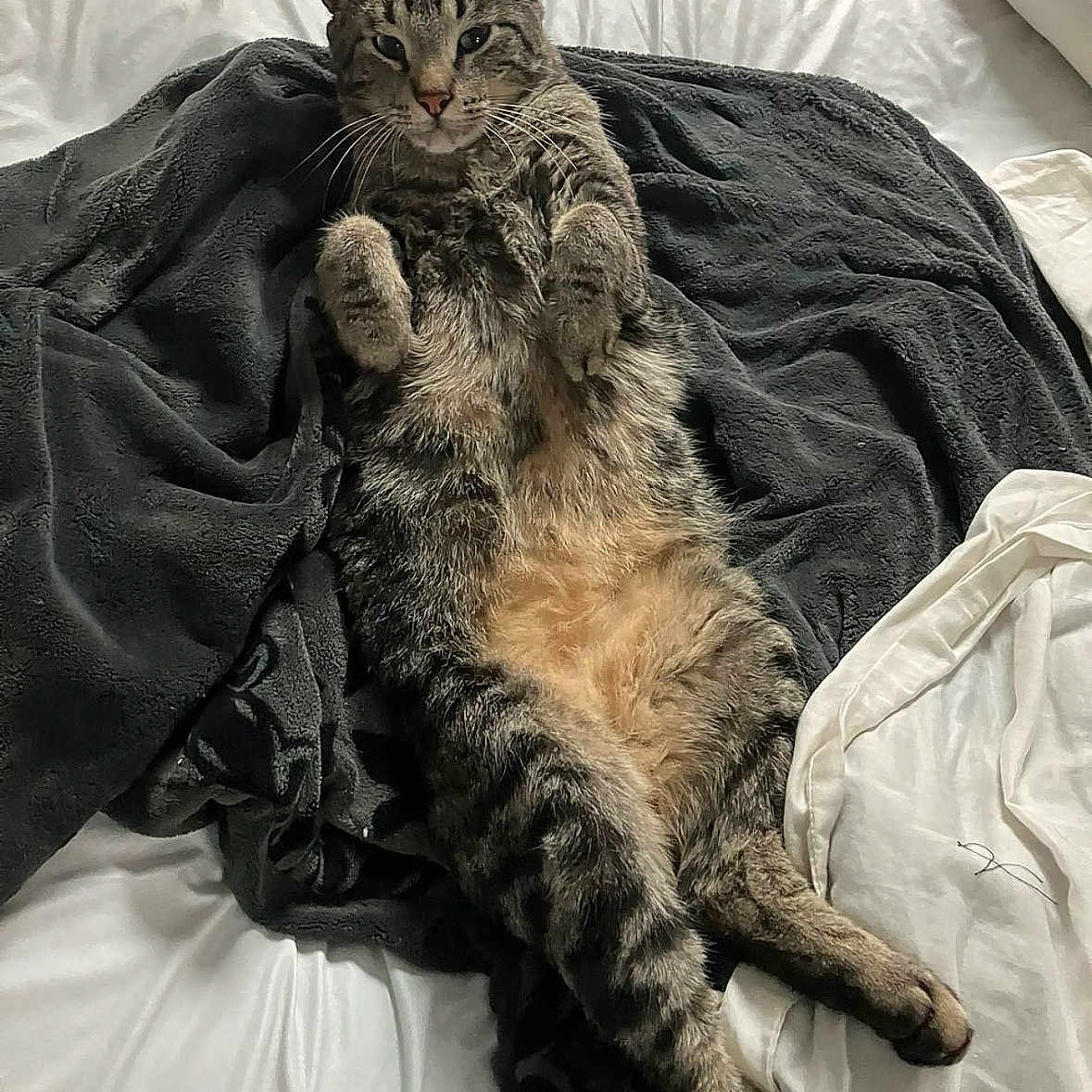 Raymond joined the competition — help win amazing prizes! cat, tabby_cat, pet, animal, bed, blanket, fur, whiskers, relaxed, lying_down, paws, cozy, indoor, sleepy, cute, feline, striped, domestic_animal, resting, comfortable