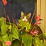 Monkeyman joined the competition — help win amazing prizes! animal, background, bright, cat, closeup, curious, domestic_cat, flora, foliage, green_leaves, home, houseplant, indoor, leaf, nature, pet, pink_flowers, plant_stem, tabby_cat, window