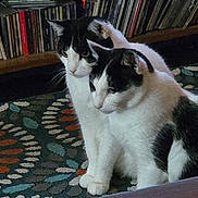 Monkeyman is registered to the contest to win money with this photo: animal, black_and_white, books, bookshelf, calm, carpet, cat, cats, close_together, companions, curious, domestic_animal, floor, furniture, indoor, pet, quiet, rug, sitting, two_animals